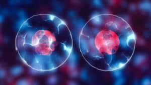 Cell with nucleus - CYTENA - CYTENA